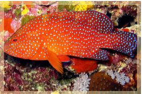 Hải sản - cá mú đỏ - Công Ty TNHH Nhà Hàng 126